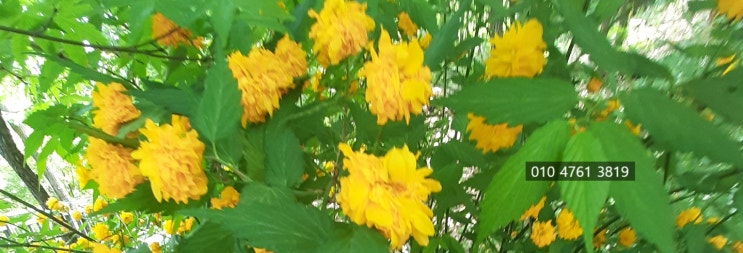  부동산 가압류로 빌려준 돈 회수
