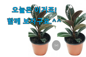 다들 좋데요~물건인요. 혜자템 고무나무 목록 함께 봅시다 맘에 듭니다. 다들 좋데요~물건인요. 혜자템 고무나무 목록 함께 봅시다 맘에 듭니다.