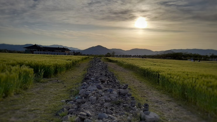  경주 산책하기 좋은 분황사와 황룡사지 청보리밭