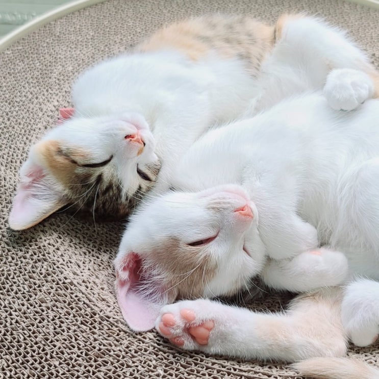  고양이 잠자는 자세의 의미.