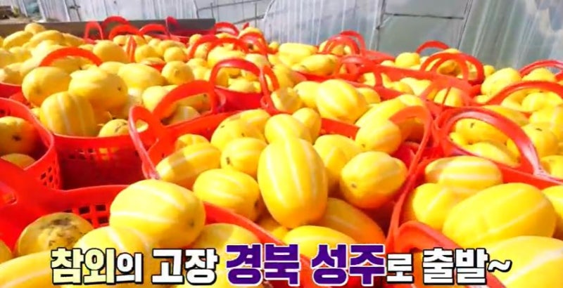 6시내고향 오만보기 성주 참외