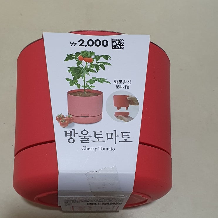  [일상 후기] 다이소 방울토마토 라벤다 키우기, 분갈이 3종 세트