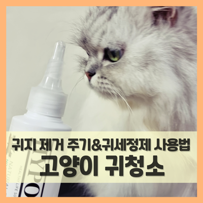  고양이 귀청소 하기, 귀지 제거 주기와 귀세정제 사용법은? (f. 하이포닉)
