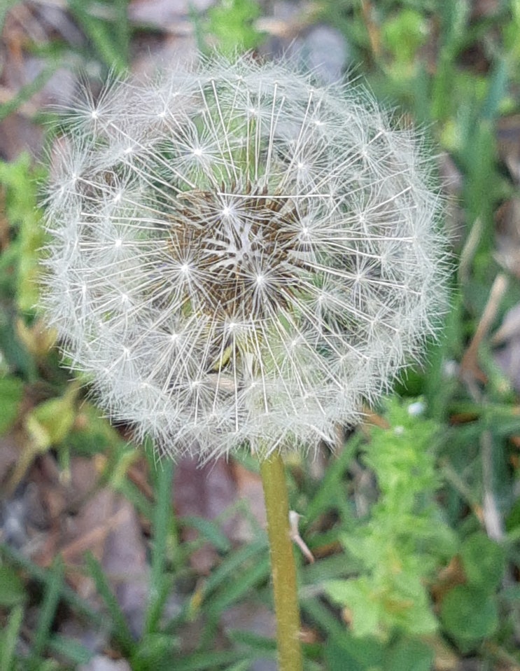  [일상] 알레르기 비염의 비애 등교중지와 코로나검사