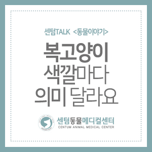  센텀TALK <동물이야기> 복고양이 색깔마다 의미 달라요