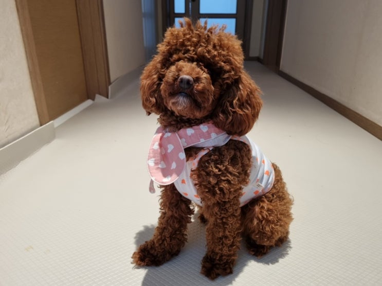  강아지옷쇼핑몰 꾸봄이마켓에서 옷 간식 구매해봤어요