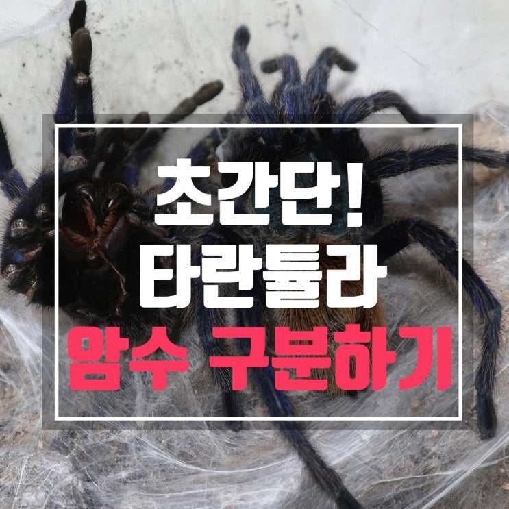  타란튤라 암수 구분하는 간단한 방법