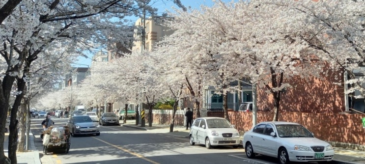  한국 벚꽃