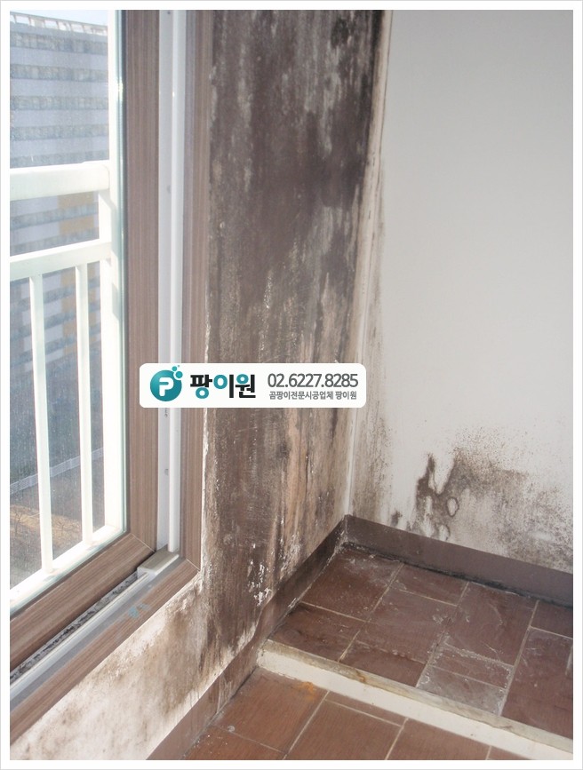  신축 아파트 벽 곰팡이제거 안할까? 과연...