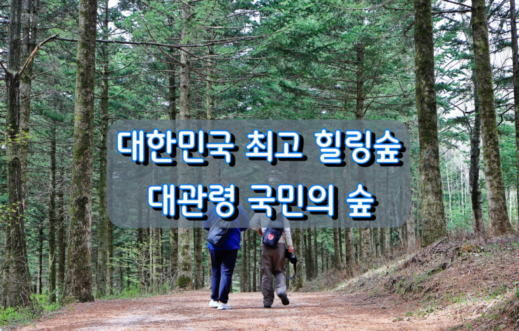 대한민국 최고의 힐링숲 대관령 국민의 숲 대한민국 최고의 힐링숲 대관령 국민의 숲