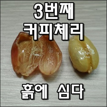 마지막 3번째 커피체리씨앗을 심었습니다.