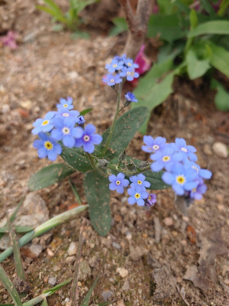 나를잊지마세요 물망초 꽃말