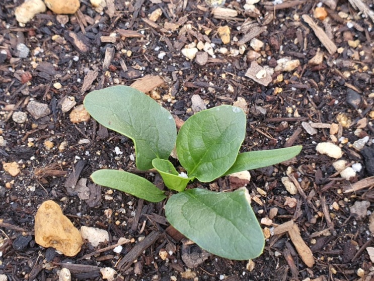 옥상텃밭, 집에서 채소 키우기 시금치 비트 키우기 한 달간의 기록 How to grow spinach & beet root (feat. 씨앗발아 및 성장)