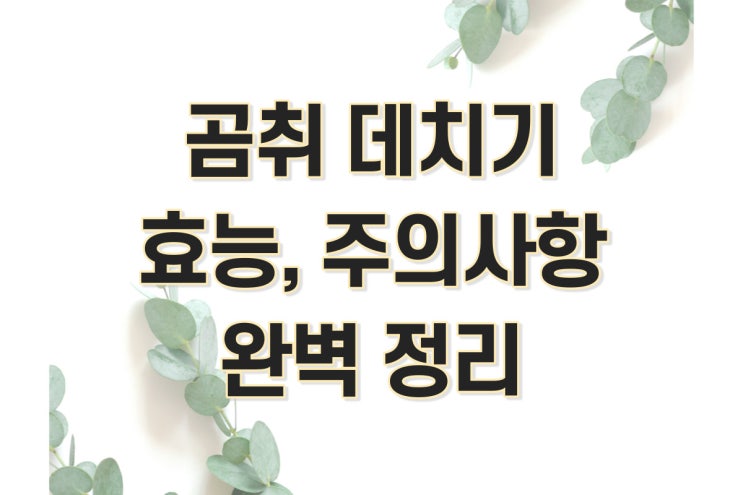  곰취 데치기, 곰취 먹는 법, 효능, 제철 시기 완벽 정리