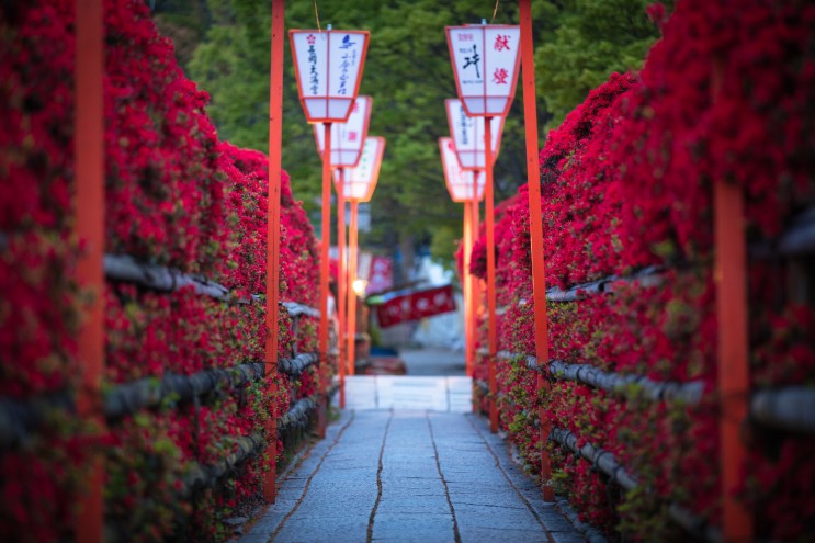[랜선 타고 일본여행] 기리시마 철쭉이 유명한 나가오카 천만궁(長岡天満宮)【교토】