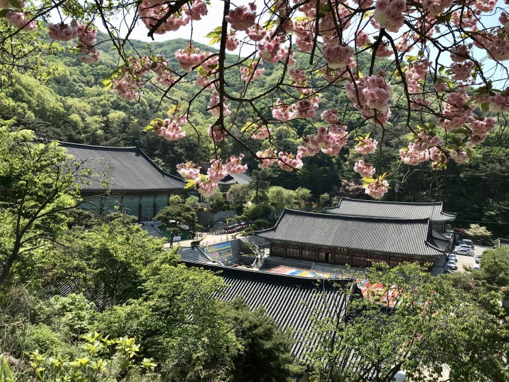 천안 가볼만한곳 화려한 겹벚꽃명소 태조산 각원사 좌불상