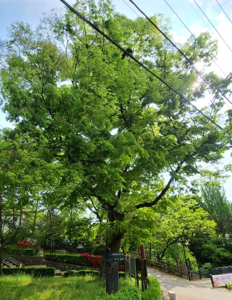 과천여행, 과천 중앙동 느티나무(보호수, 지정번호: 경기-과천-3)