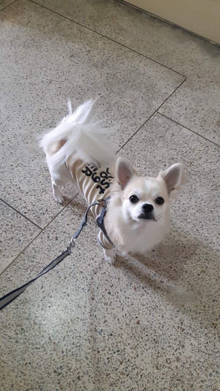  강아지 산책시 문제 행동으로