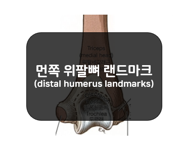  먼쪽 위팔뼈 랜드마크(Distal Humerus Landmarks)