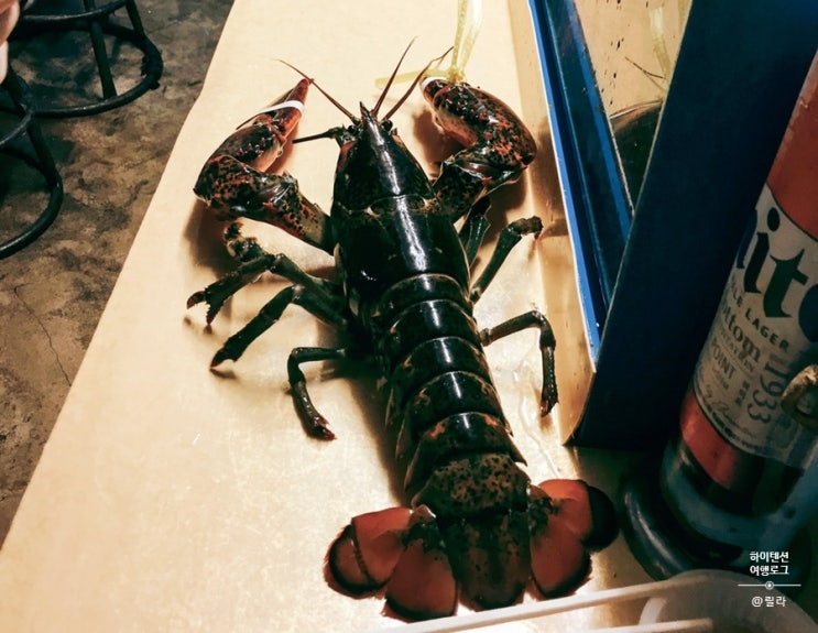  [부산 해운대 포장마차촌] 랍스터 포장마차 내돈내산 후기