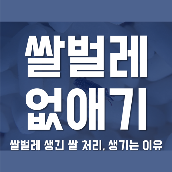  쌀벌레 없애는법 - 쌀벌레 생긴 쌀 처리 방법과 쌀벌레 생기는 이유까지 알아보기!