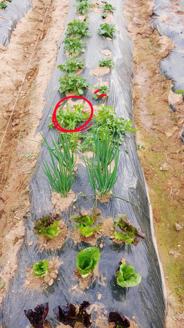 파프리카 방울토마토 깻잎 모종심기 비트잎 상추 쑥갓 따는법