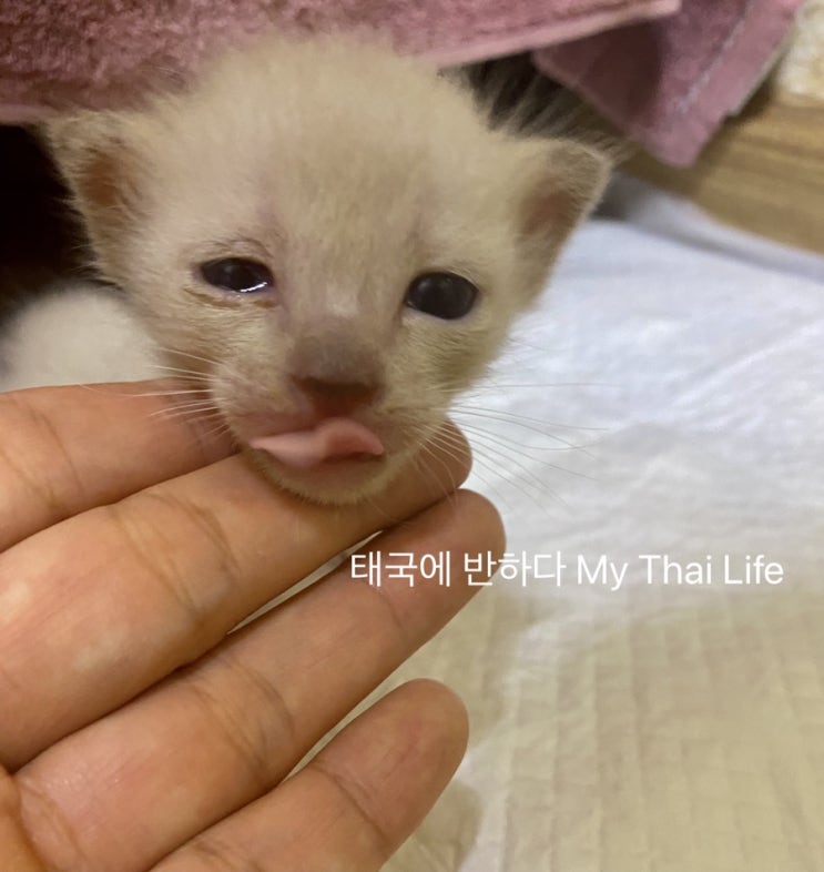  초보집사 <태국에서 고양이 키우기>방콕 파타야 고양이 길고양이 구조 반려묘 아가냥 아깽이 생후2주
