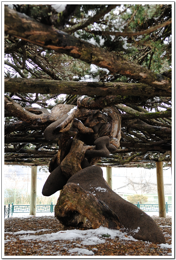 천연기념물 제321호 연기 봉산동 향나무