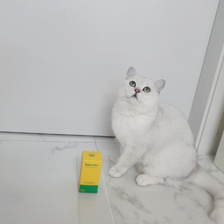  [고양이 영양제, 유산균] 빌리스펫 프로바이오틱스 원 솔직후기