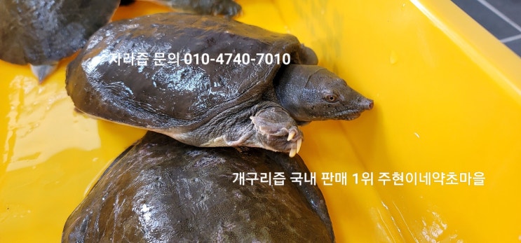  자라즙 효능 무엇을 보고 선택하시나요?