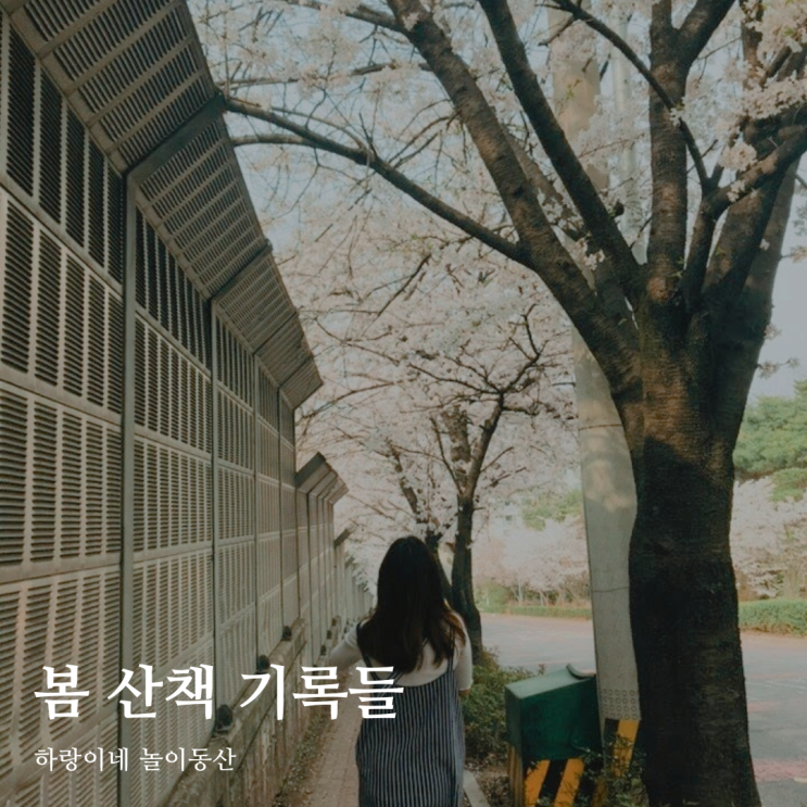  4월29일의 블로그씨 : 벚꽃 사진 추억 가득, 봄 산책 기록들