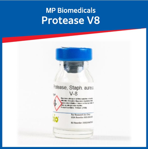 Protease V8