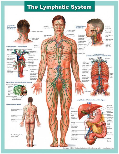  림프계 (lymphatic system)와 흐름에 대해서 알아볼까요?