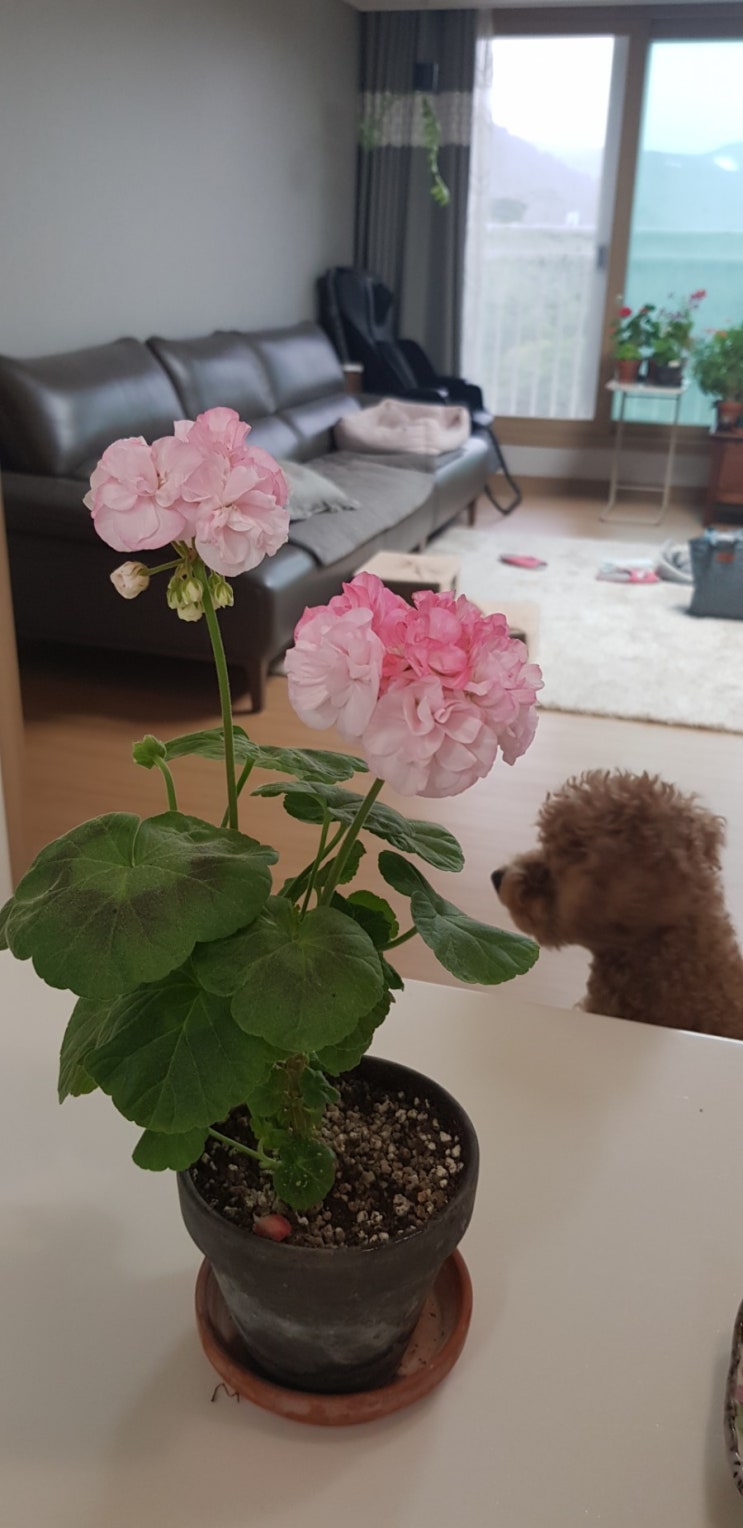  콩이와제라늄 그리고아침~^^