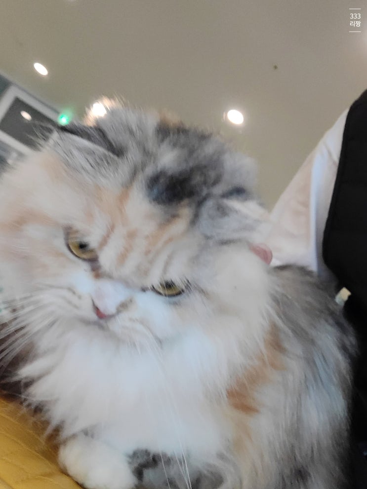  여수 웅천 애견카페 , 고양이 , 강아지