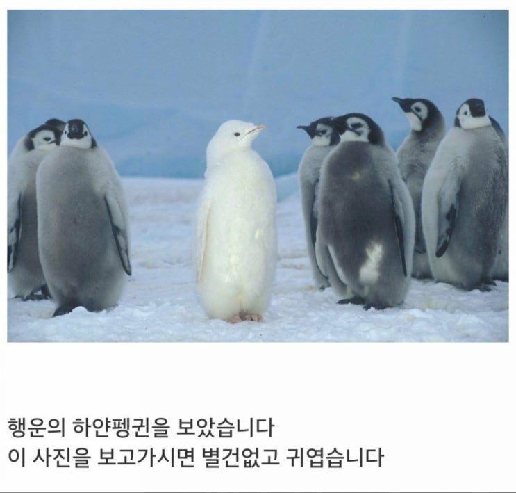  그럼 그 아이가 너의 행운의 펭귄인거야