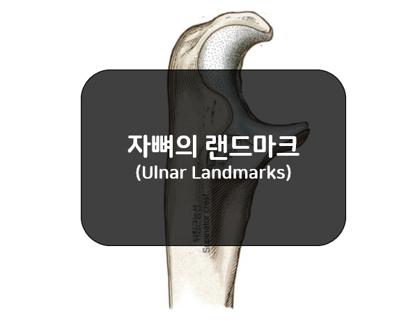  자뼈의 랜드마크(ulnar landmarks)