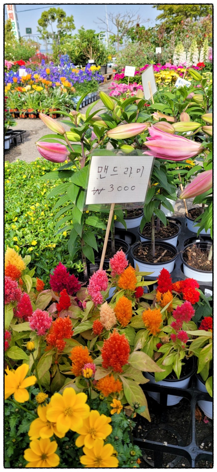  부산엄궁화훼단지(농협화훼공판장)에 꽃구경 오세요
