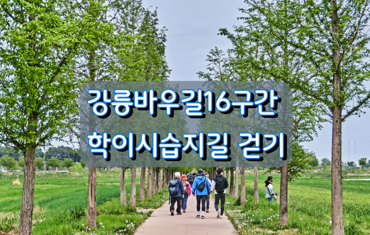 강릉바우길16구간 학이시습지길 걷기