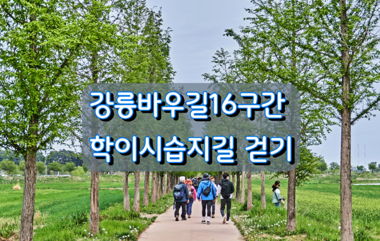 강릉바우길16구간 학이시습지길 걷기 강릉바우길16구간 학이시습지길 걷기