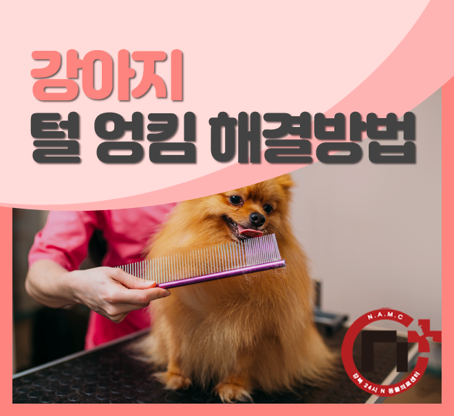 심하게 헝클어진 강아지 털 푸는 방법