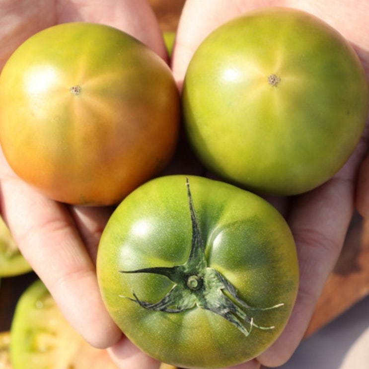 핵가성비 좋은 대저 짭짤이 토마토 2.5kg 5kg 대저토마토 로얄과(7브릭스이상) GAP인증 산지발송 2021년 첫수확, 대저토마토 원투 - 2.5kg 좋아요