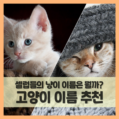  고양이 이름 추천 리스트, 셀럽들의 고양이이름은 뭐가 있을까?