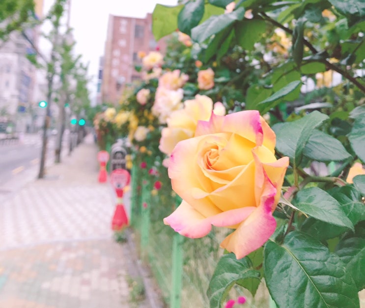  나만의 알찬 하루 만들기 프로젝트 (37일차)