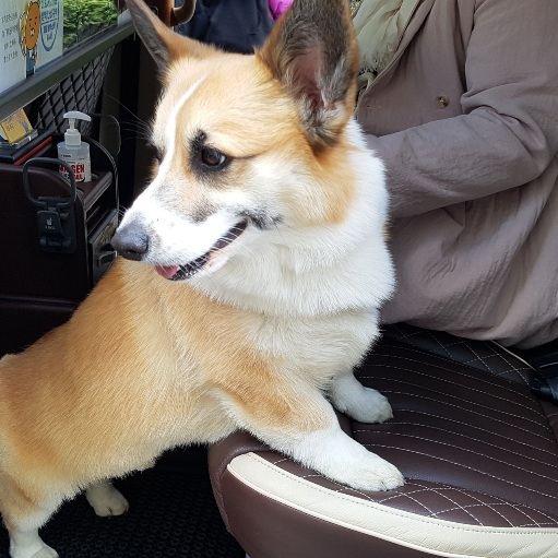  인천공항펫택시 김포공항펫택시 함께타고가요