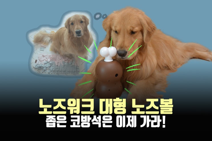  대형견장난감 노즈워크 대형 노즈볼 (feat.강아지훈련간식 노즈워크 트레이닝스낵)