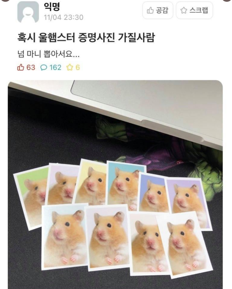  에타에 올라온 햄스터 증명사진 나눔글