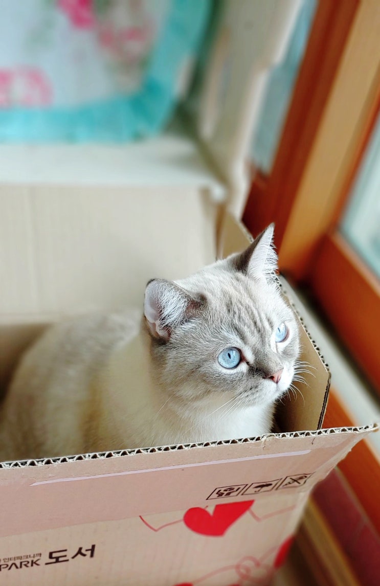 브리티쉬숏헤어 성묘 고양이의 최애는 박스 종이 상자