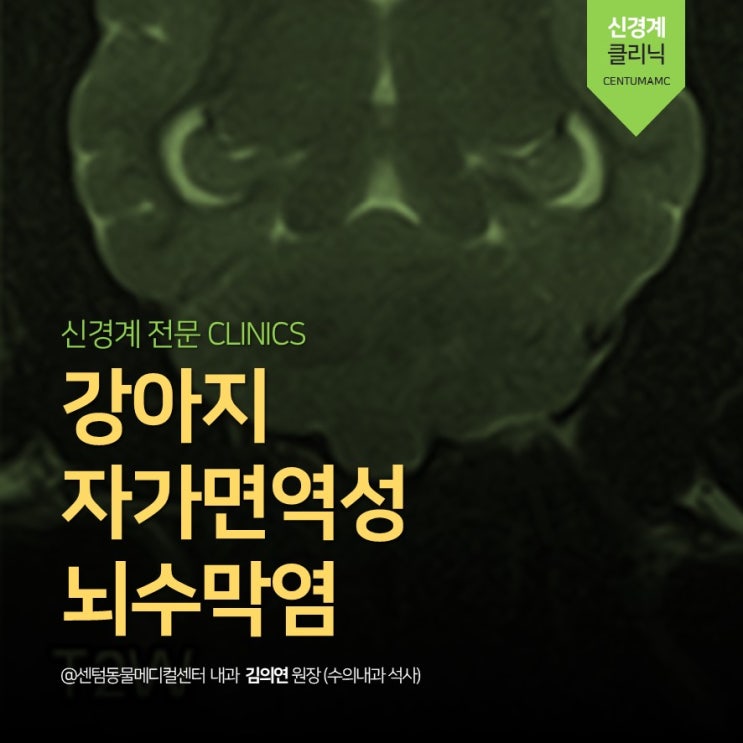  6살 강아지 자가면역성 뇌수막염 (MRI, MUE, Meningitis, 부산 석박사 진료진 신경전문 동물병원, 센텀동물메디컬센터)