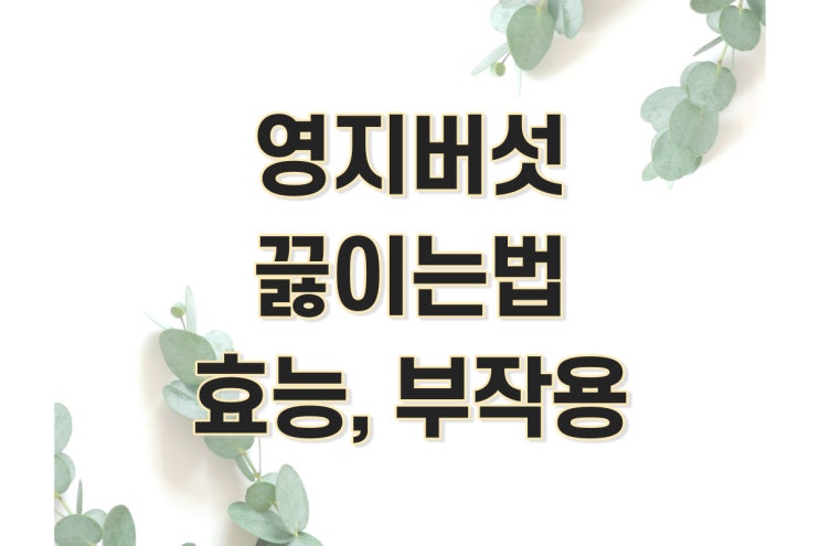  영지버섯 끓이는 법, 효능, 부작용 정리 (다이어트 차)